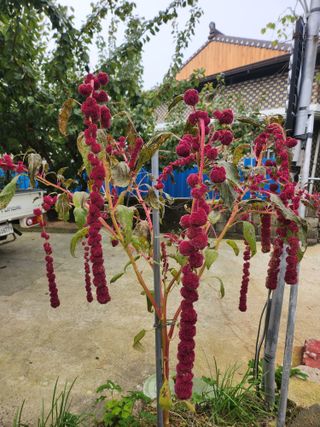 복숭아님의 자유주제 · 자유게시판 작성글 사진