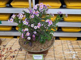 달맛햇복숭아농원님의 자유주제 · 사진전 작성글 사진