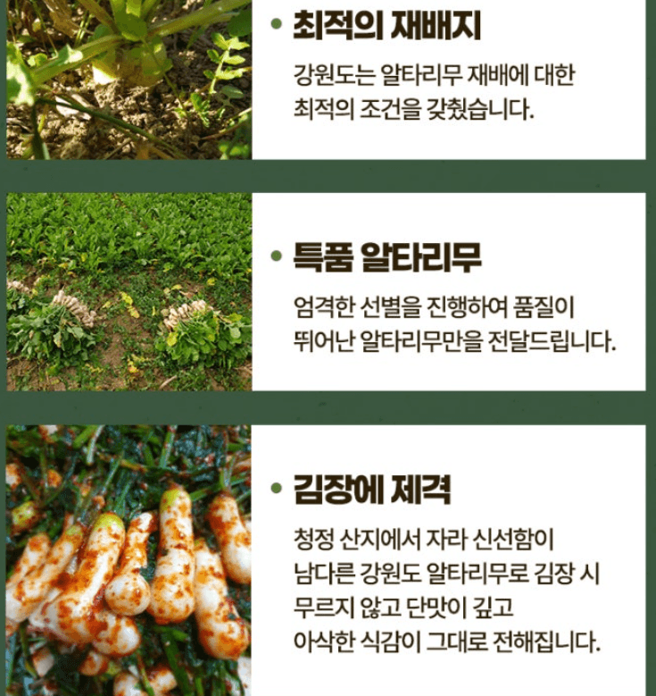 스피드번님의 장터 판매 상품 [강원도 알타리 무] 첨부 사진