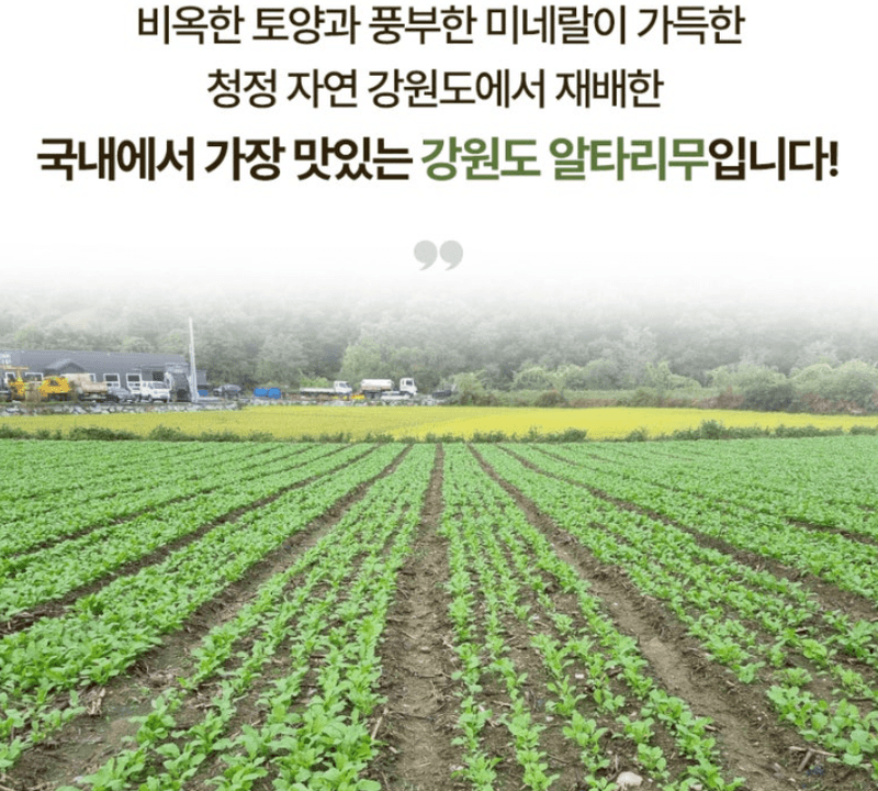 스피드번님의 장터 판매 상품 [강원도 알타리 무] 첨부 사진