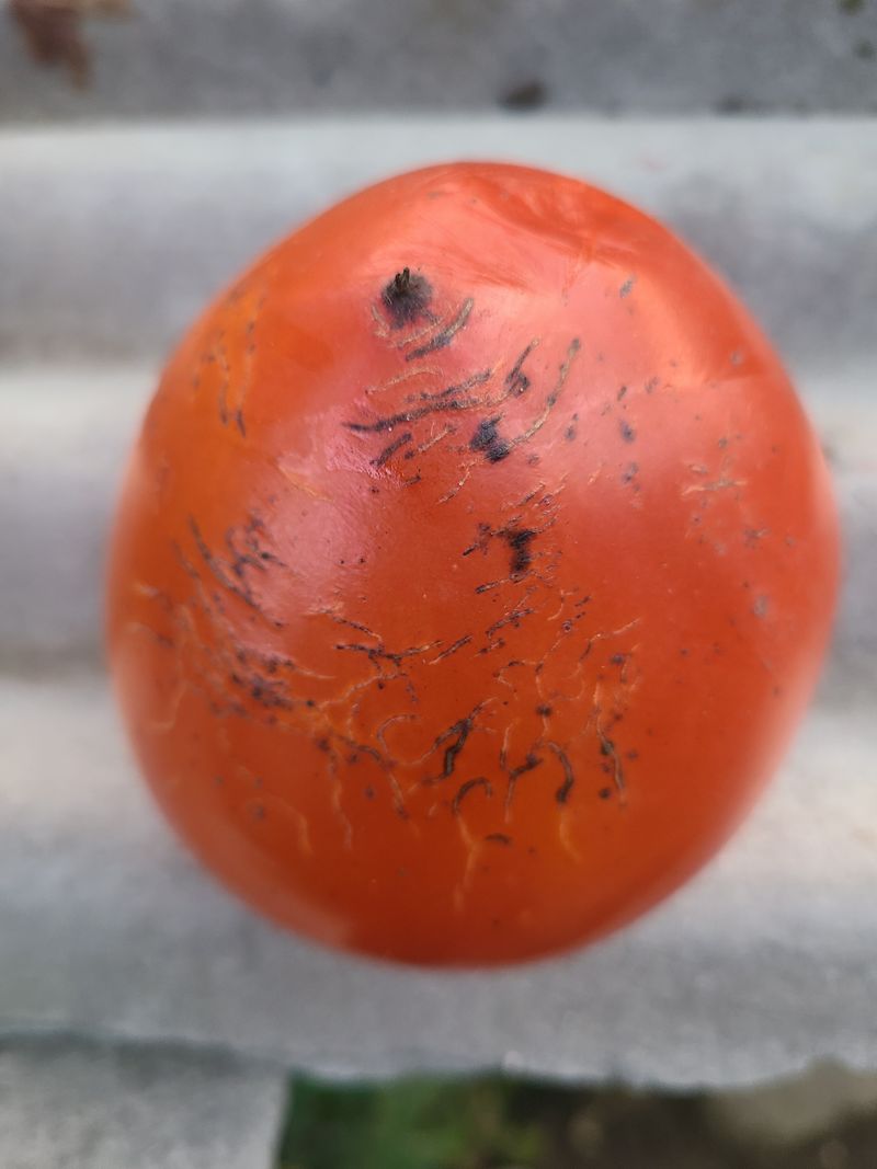 장터 상품 [대봉감특대 10kg] 썸네일