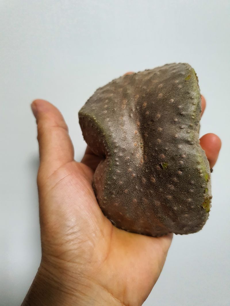 매기소골농장님의 장터 판매 상품 [열매마 (하늘마)3kg] 첨부 사진