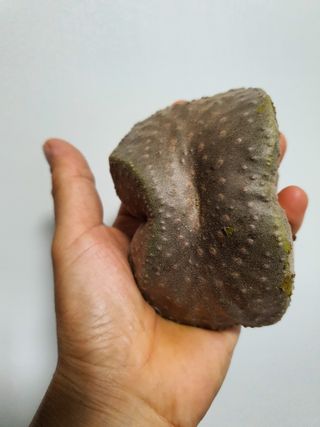 매기소골농장님의 작성글 사진