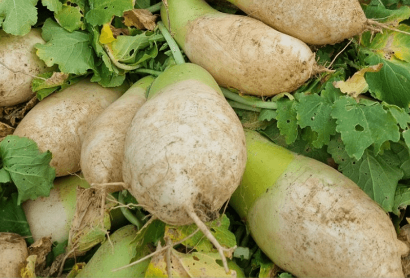 스피드번님의 장터 판매 상품 [강원도 고랭지 무] 첨부 사진