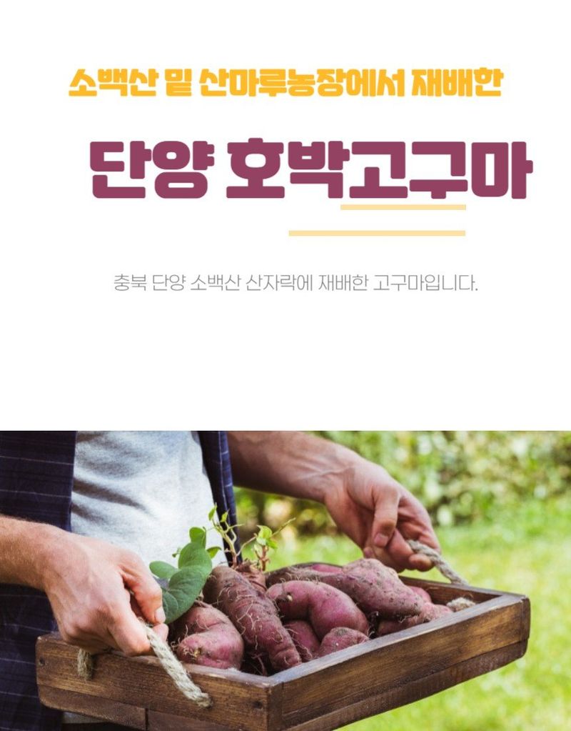 조미숙님의 장터 판매 상품 [호박고구마 5kg] 첨부 사진