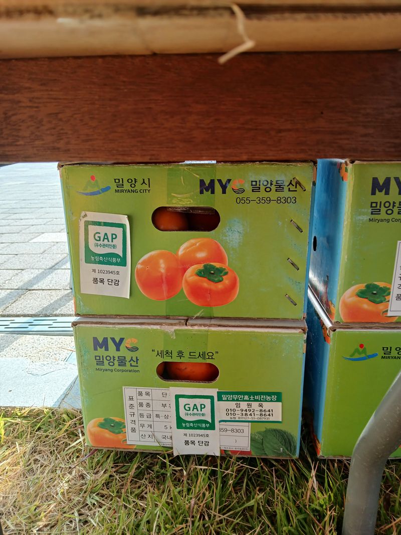 최영묵님의 장터 판매 상품 [GAP 단감(부유) 판매] 첨부 사진