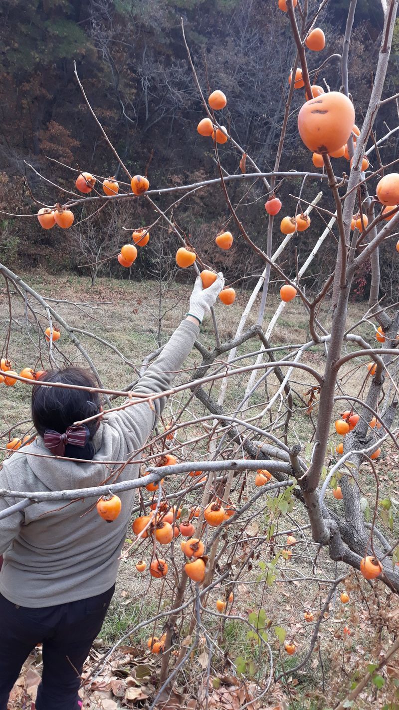 조봉래님의 장터 판매 상품 [대봉감] 첨부 사진