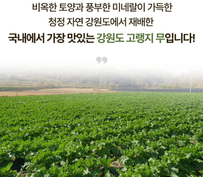 스피드번님의 장터 판매 상품 [강원도 고랭지 무] 첨부 사진