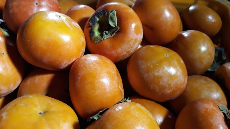 조봉래님의 장터 판매 상품 [대봉감] 첨부 사진