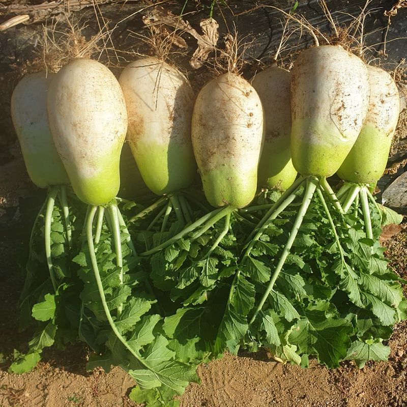 장터 상품 [강원도 고랭지 무] 썸네일