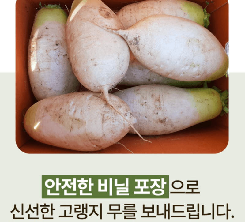 스피드번님의 장터 판매 상품 [강원도 고랭지 무] 첨부 사진