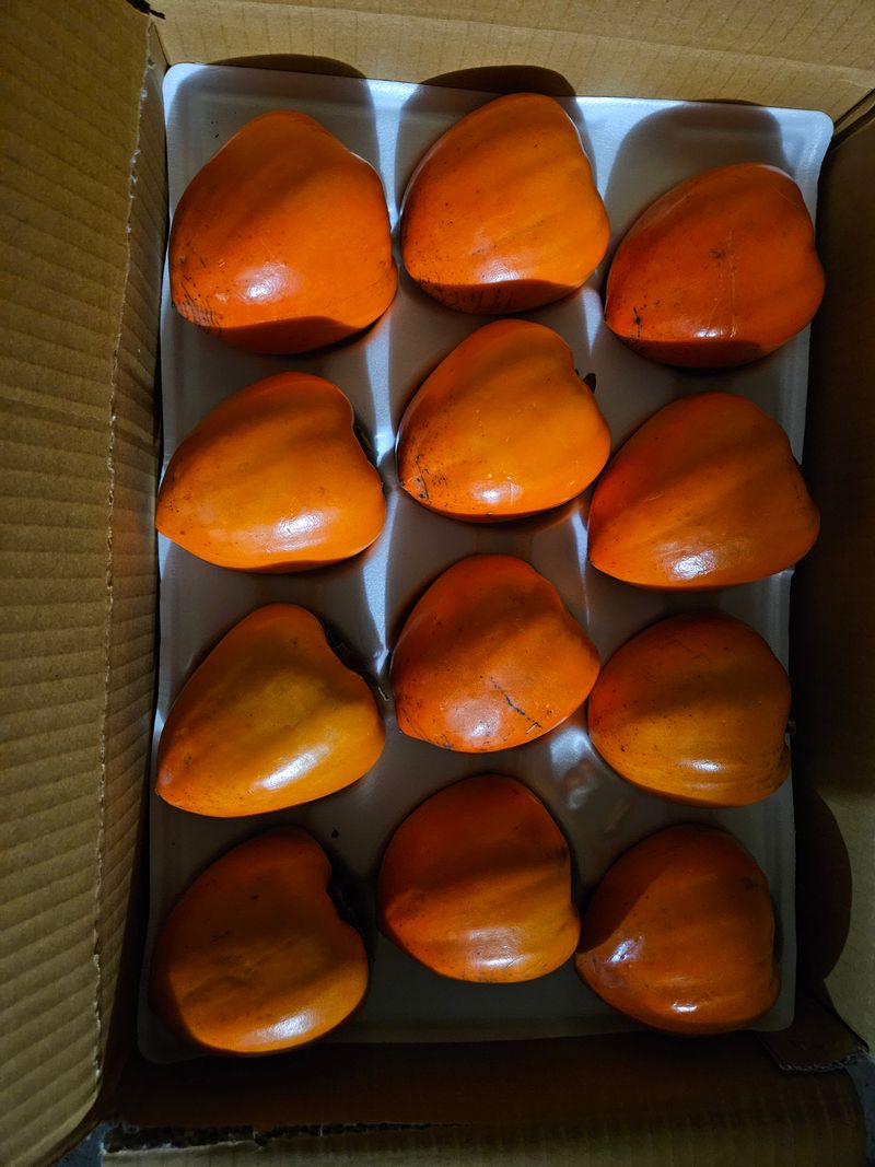 대봉매실 인생이막님의 장터 판매 상품 [광양 꿀대봉감 11kg (무료배송)] 첨부 사진