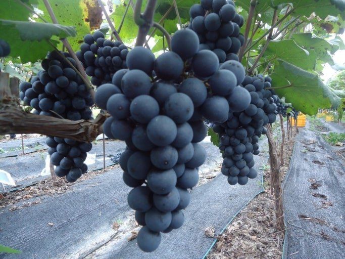 장터 상품 [머루포도즙(한박스 50포)] 썸네일