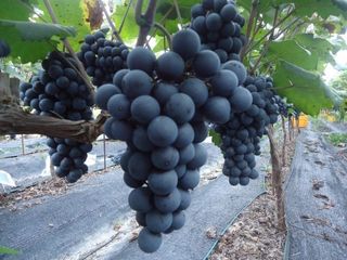 갈마골님의 작성글 사진