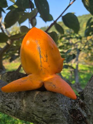 농촌사랑님의 자유주제 · 자유게시판 작성글 사진