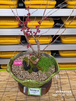 달맛햇복숭아농원님의 자유주제 · 사진전 작성글 사진