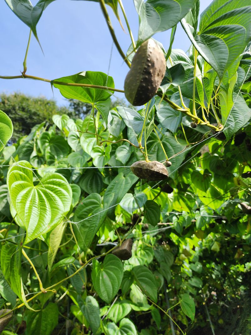 장터 상품 [열매마 (하늘마)3kg] 썸네일