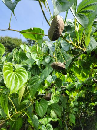 매기소골농장님의 작성글 사진