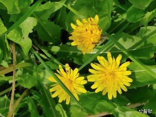 안길원님의 자유주제 · 자유게시판 작성글 사진