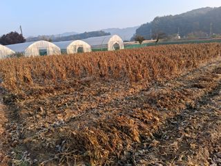 강원도 횡성군님의 자유주제 · 자유게시판 작성글 사진
