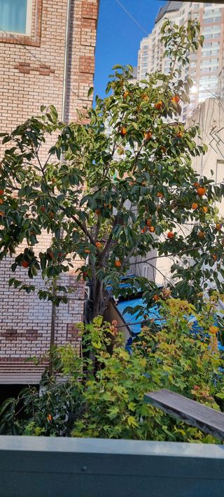 김길수님의 자유주제 · 자유게시판 작성글 사진