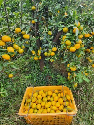 제주부자팜님의 자유주제 · 자유게시판 작성글 사진