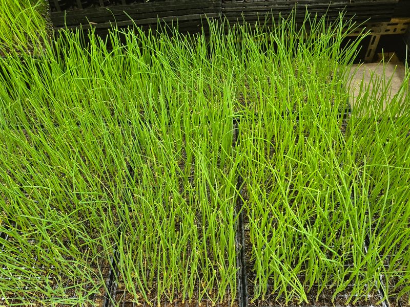 돼지파쪽파님의 장터 판매 상품 [저장양파 모종 카타마루 약 288구( 약 270개)] 첨부 사진