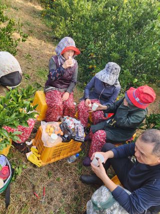 제주부자팜님의 자유주제 · 자유게시판 작성글 사진