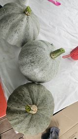 팜모닝 자유주제·자유게시판 게시글 이미지