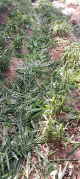 삿갓농부님의 농사, 무엇이든 물어보세요!·참여글 작성글 사진