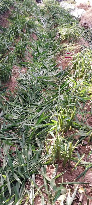 삿갓농부님의 농사, 무엇이든 물어보세요! · 참여글 작성글 사진