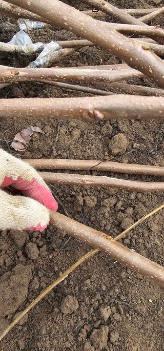 뿌리묘목농원님의 자유주제 · 자유게시판 작성글 사진