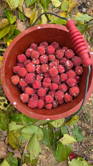 _고성농장님의 자유주제 · 자유게시판 작성글 사진