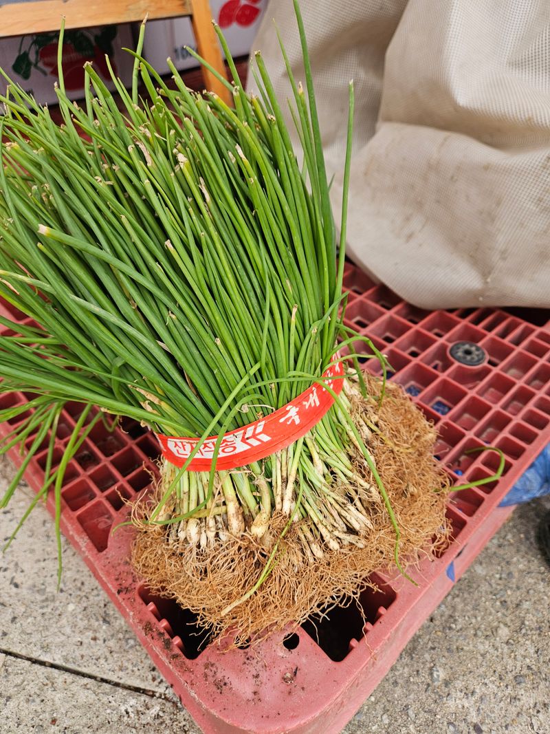 이재관(황토속애)님의 장터 판매 상품 [만생종양파모종 판매합니다] 첨부 사진