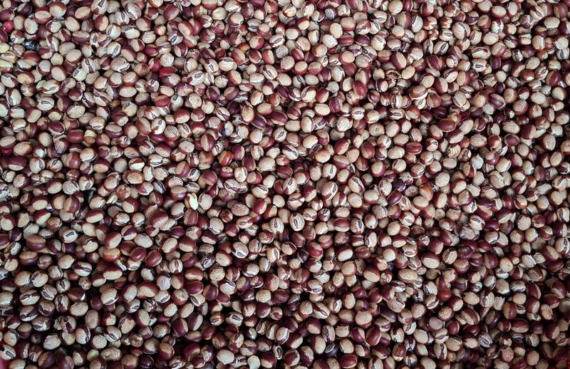 김중언님의 장터 판매 상품 [아주까리 밤콩(토종콩)] 첨부 사진