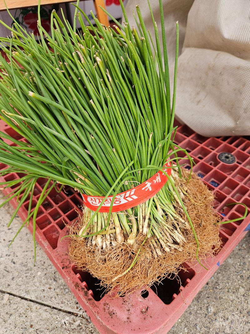 이재관(황토속애)님의 장터 판매 상품 [만생종양파모종 판매합니다] 첨부 사진