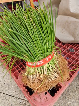 이재관(황토속애)님의 작성글 사진