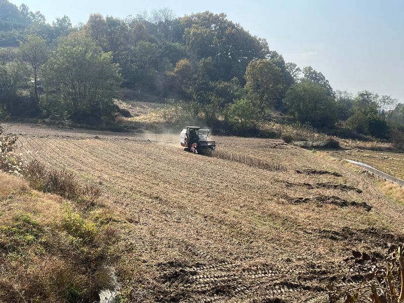 김재우님의 장터 판매 상품 [직접농사지은 메주콩(백태) 판매합니다] 첨부 사진