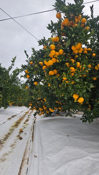 고강농원 강영자님의 작성글 사진