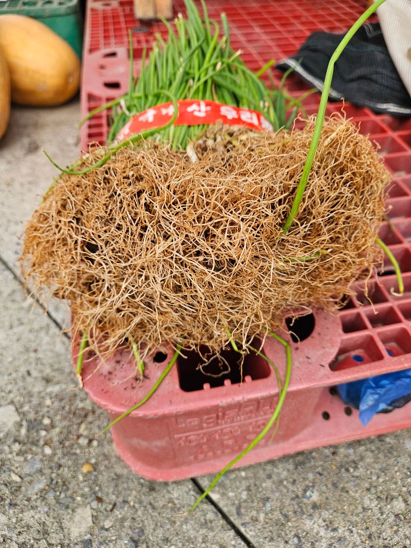 이재관(황토속애)님의 장터 판매 상품 [만생종양파모종 판매합니다] 첨부 사진