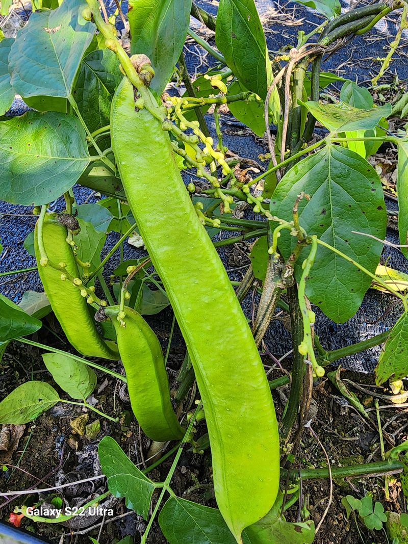 매기소골농장님의 장터 판매 상품 [건작두콩 1kg] 첨부 사진