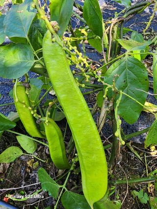 매기소골농장님의 작성글 사진