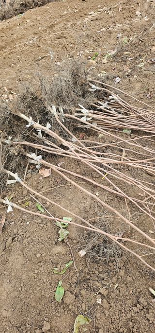 뿌리묘목농원님의 자유주제 · 자유게시판 작성글 사진