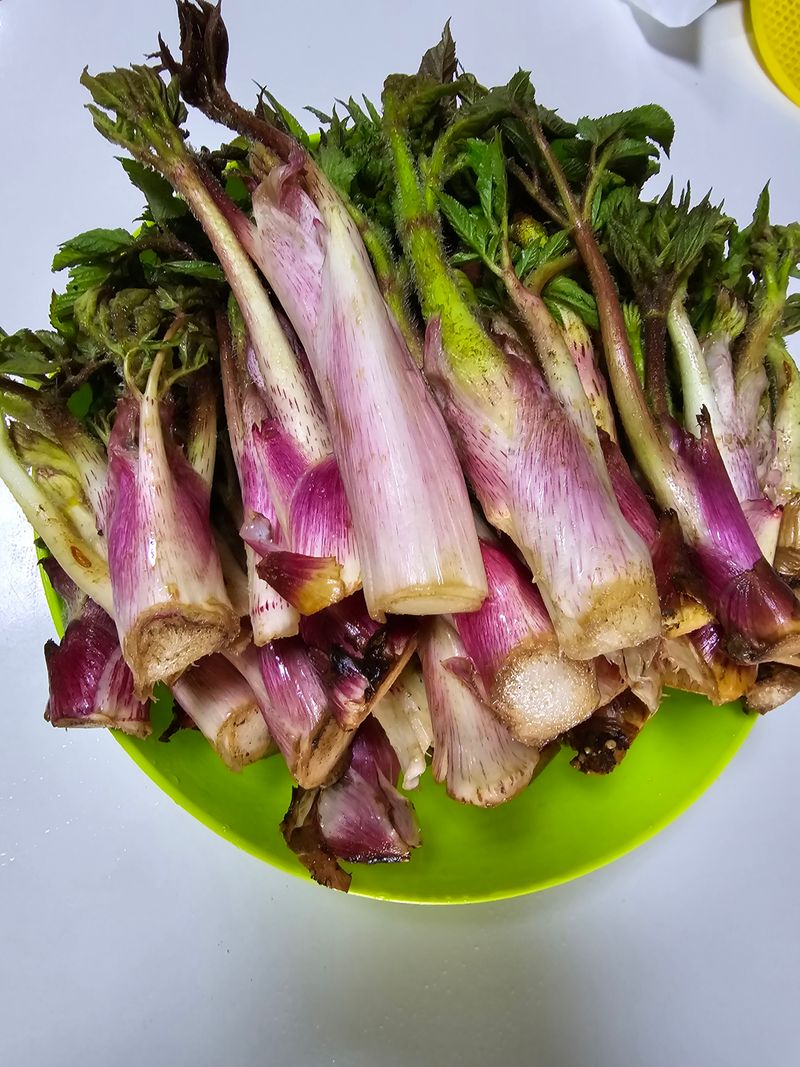 오아성님의 장터 판매 상품 [땅두릅 종근(50촉)] 첨부 사진