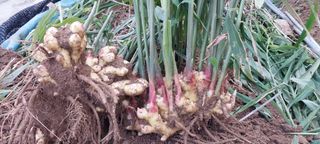 삿갓농부님의 농사, 무엇이든 물어보세요! · 참여글 작성글 사진