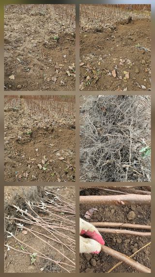 뿌리묘목농원님의 자유주제 · 자유게시판 작성글 사진