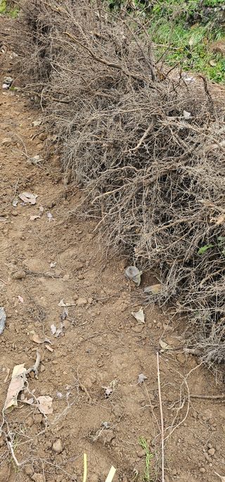 뿌리묘목농원님의 자유주제 · 자유게시판 작성글 사진