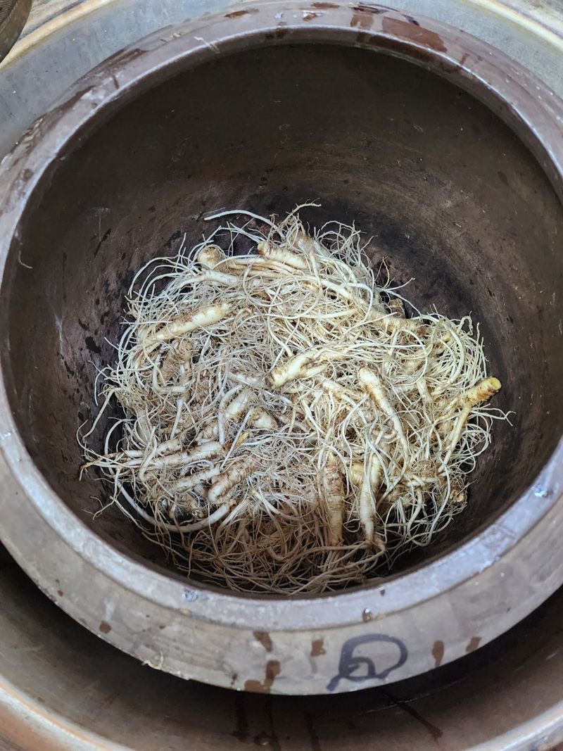 약도라지6018님의 장터 판매 상품 [약도라지 배즙 판매] 첨부 사진