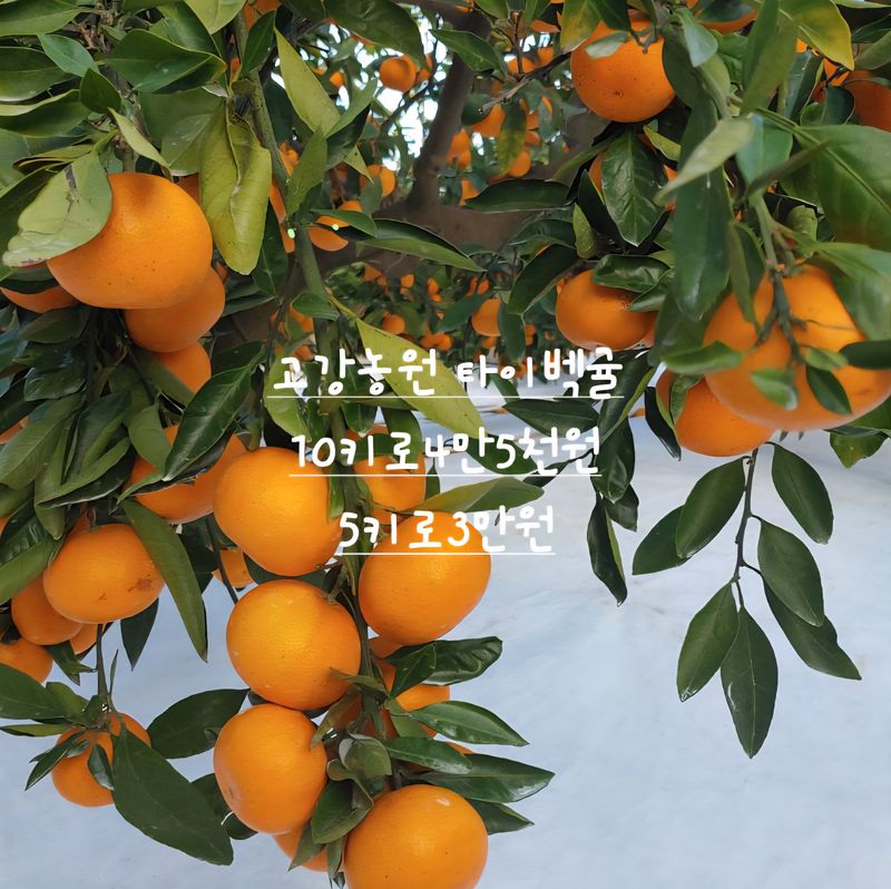 장터 상품 [고강농원타이벡귤 10kg] 썸네일