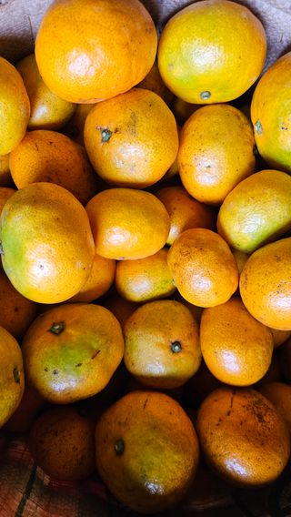 고강농원 강영자님의 작성글 사진